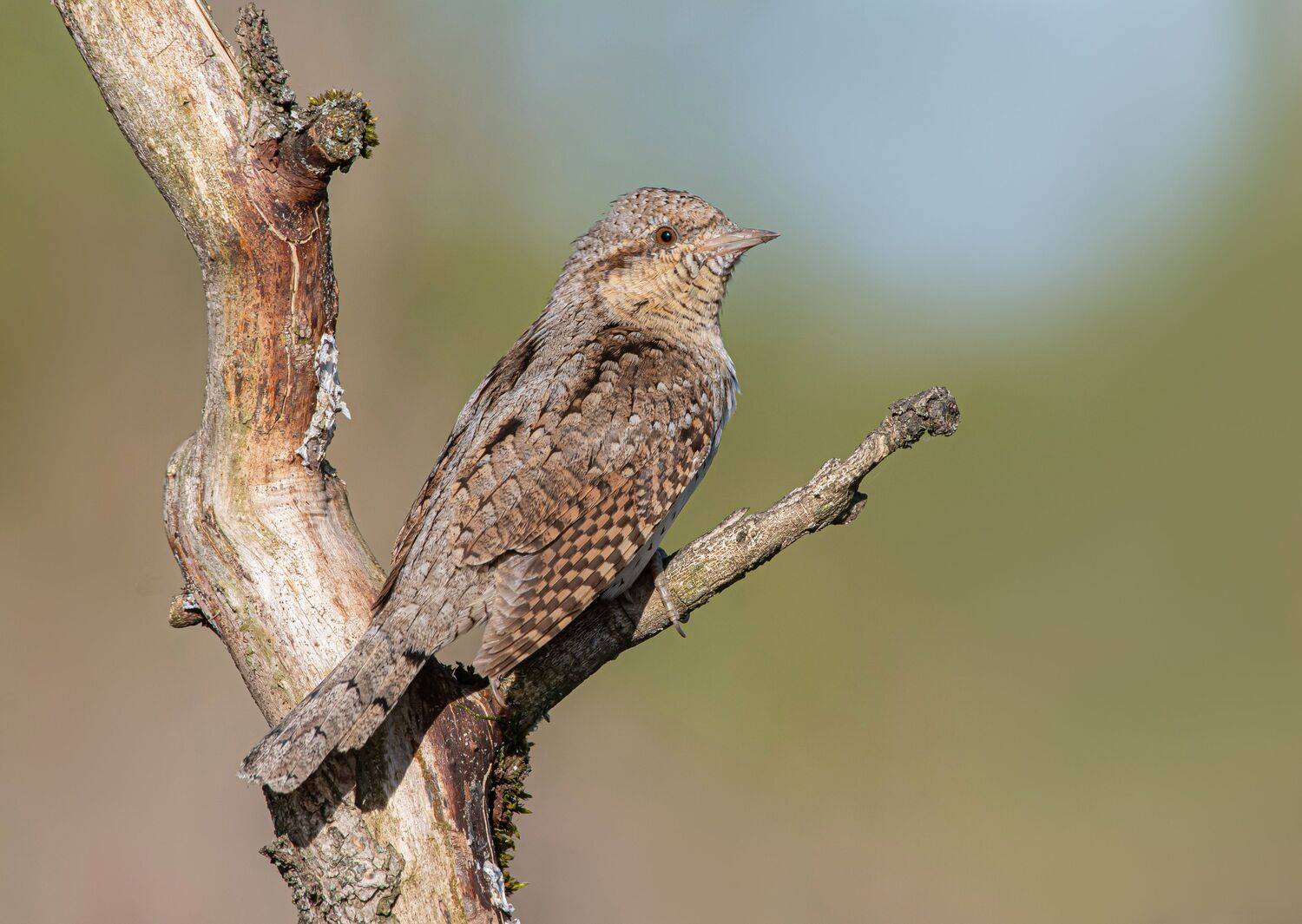 птицы,природа, весна, Андрей Киселёв