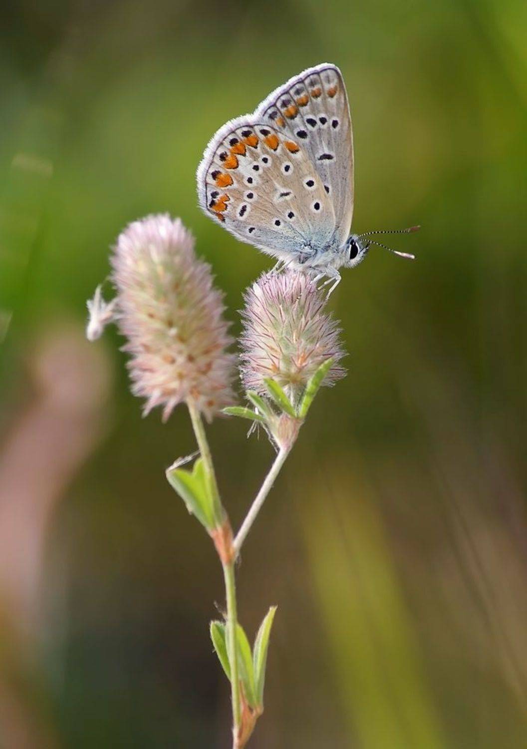 , Чепленко Алексей