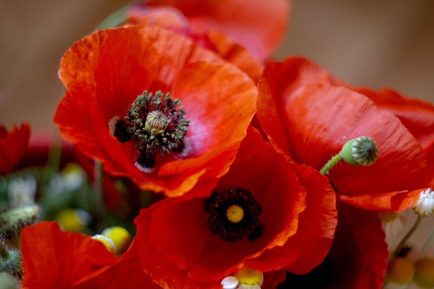 макро маки цветы натюрморт, Марина Соколова