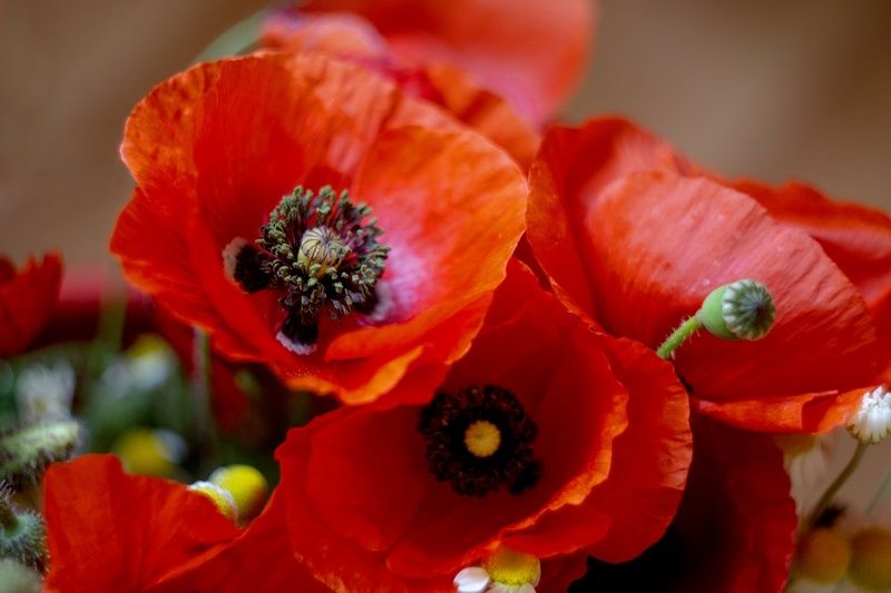 макро маки цветы натюрморт Про маки. фото превью