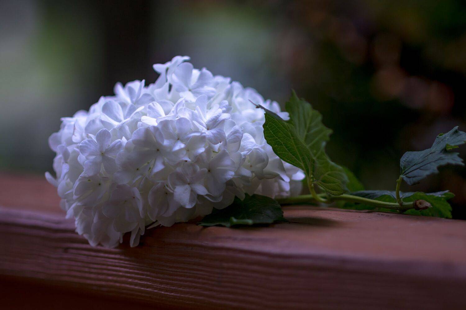 макро,цветы,весна,природа,флора, калина, бульденеж, кусты, сад,, Антонина Яновска