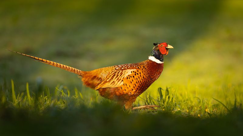 Pheasant фото превью