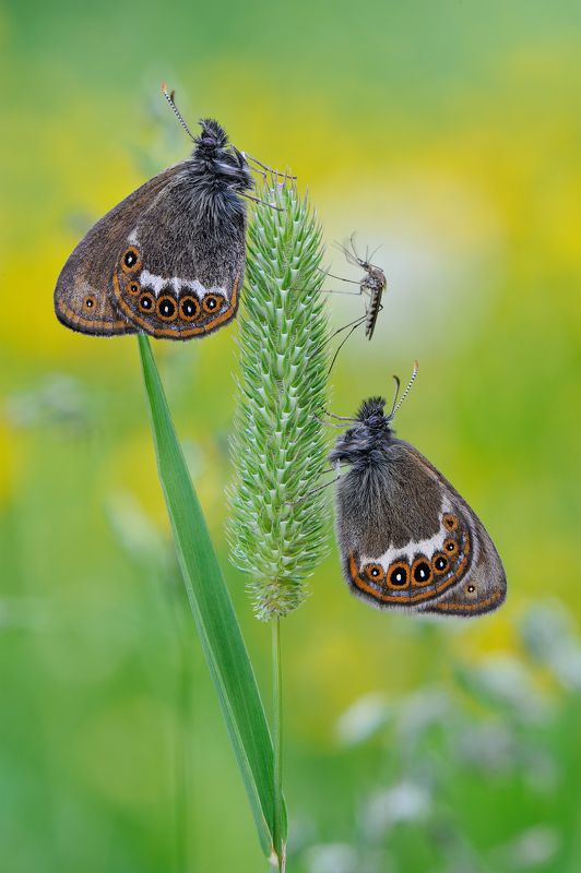 Бабочки. Байки бывалого комара. фото превью
