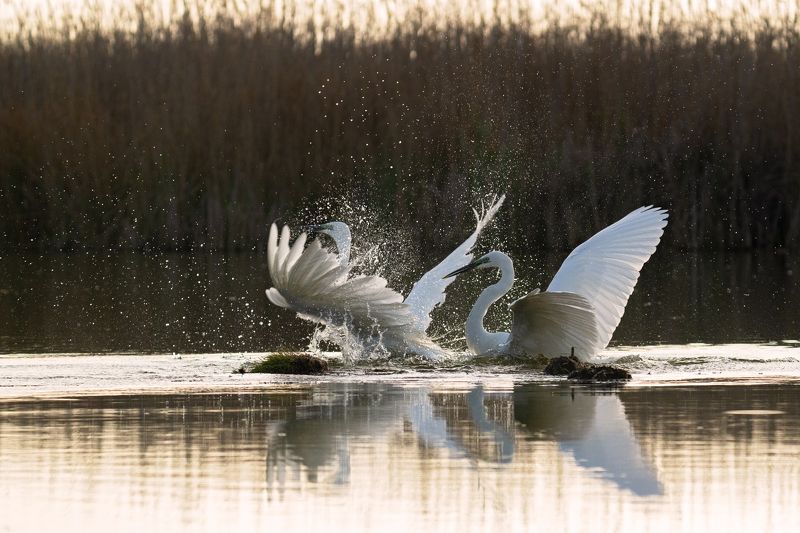 Ardea alba фото превью
