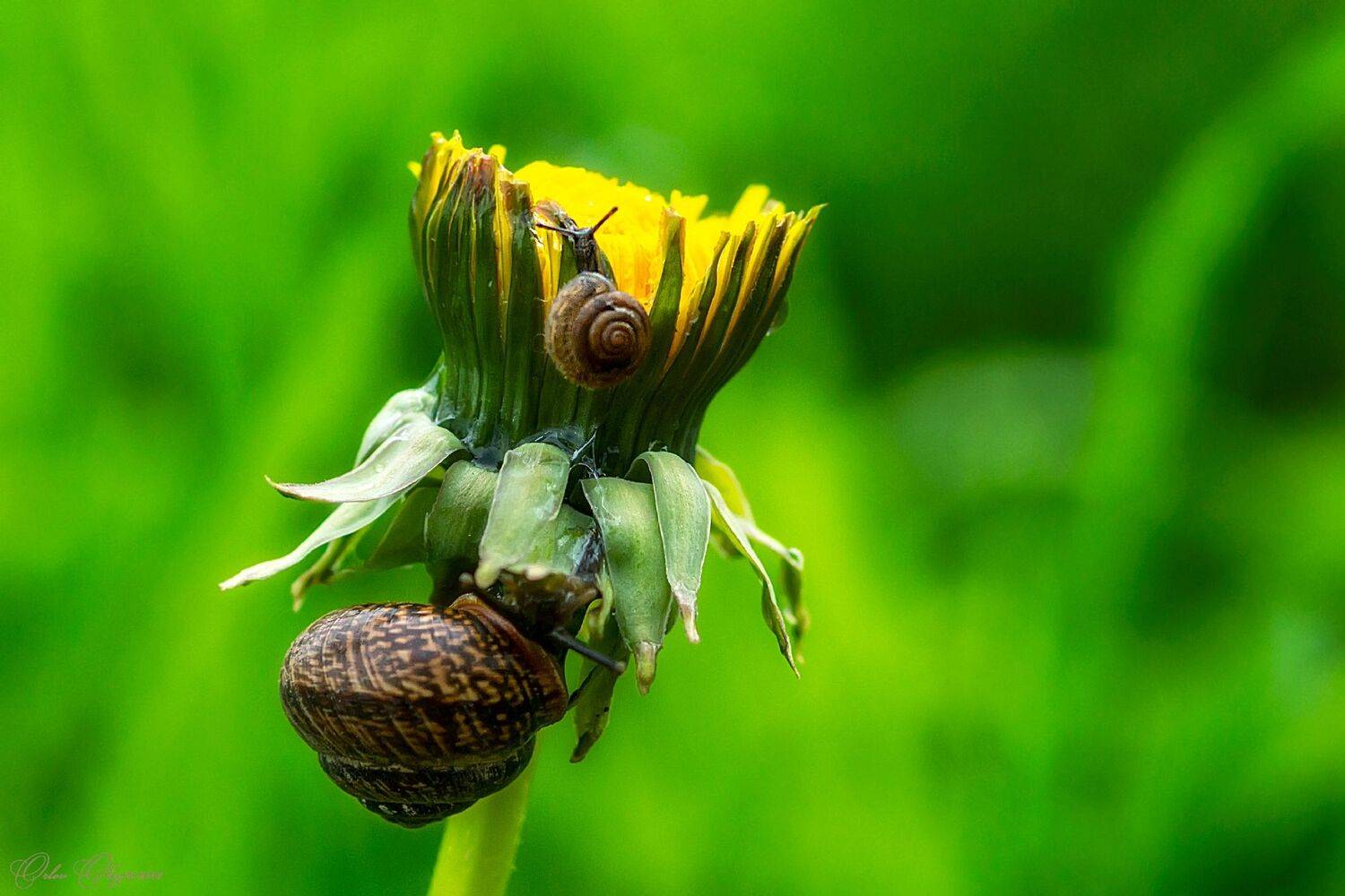 , Орлов Олег