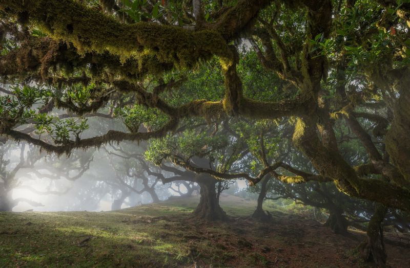 landscape, forest, rainforest, mood, fog, madeira, portugal The Green Echo фото превью