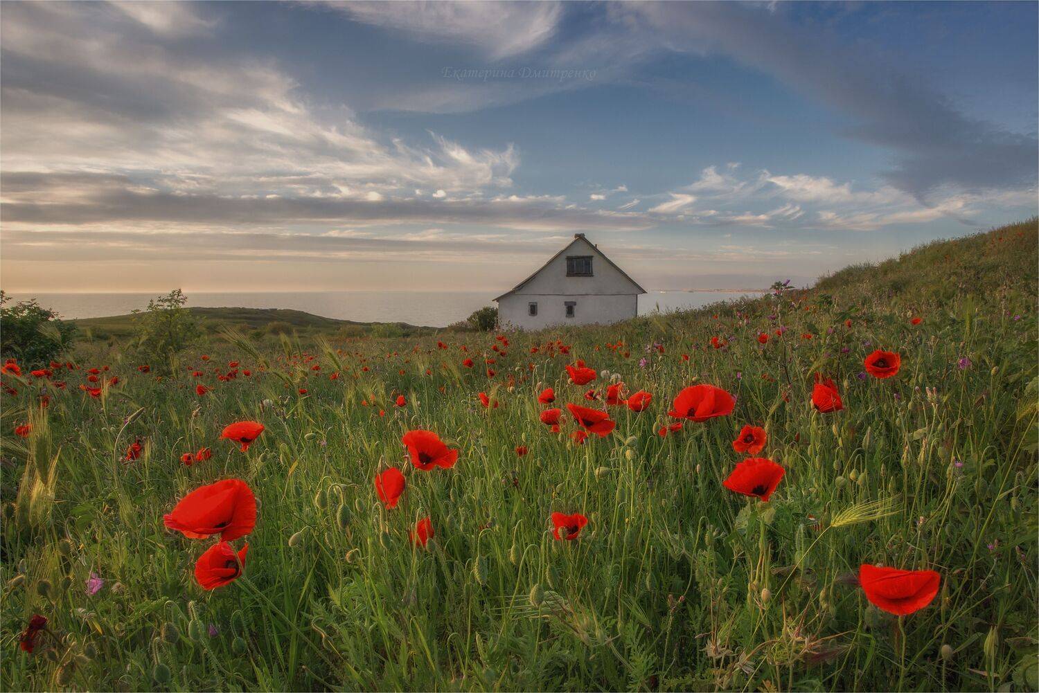 севастополь, весна, вечер, город, городской пейзаж, крым, sevastopol, crimea, маки, цветение маков, море, Дмитренко Екатерина