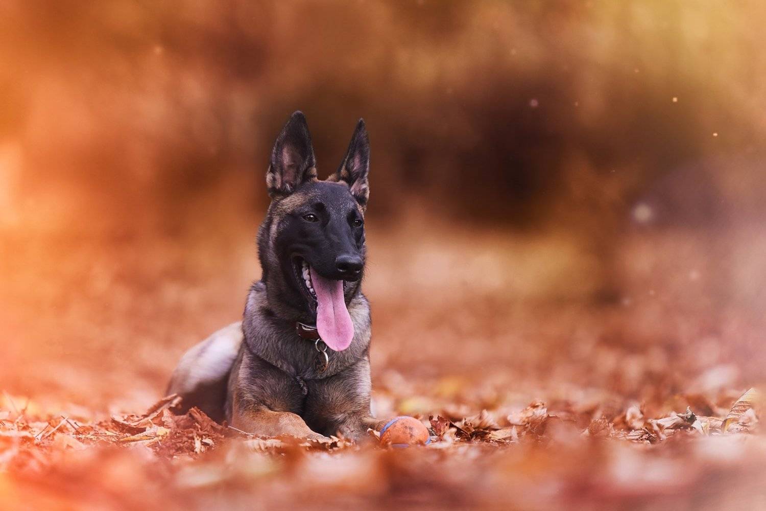 , Галина Ледок