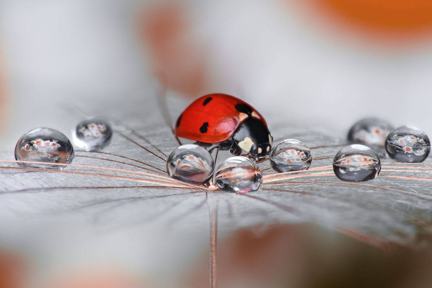 ceclii, macro, Tsvetan Ganev