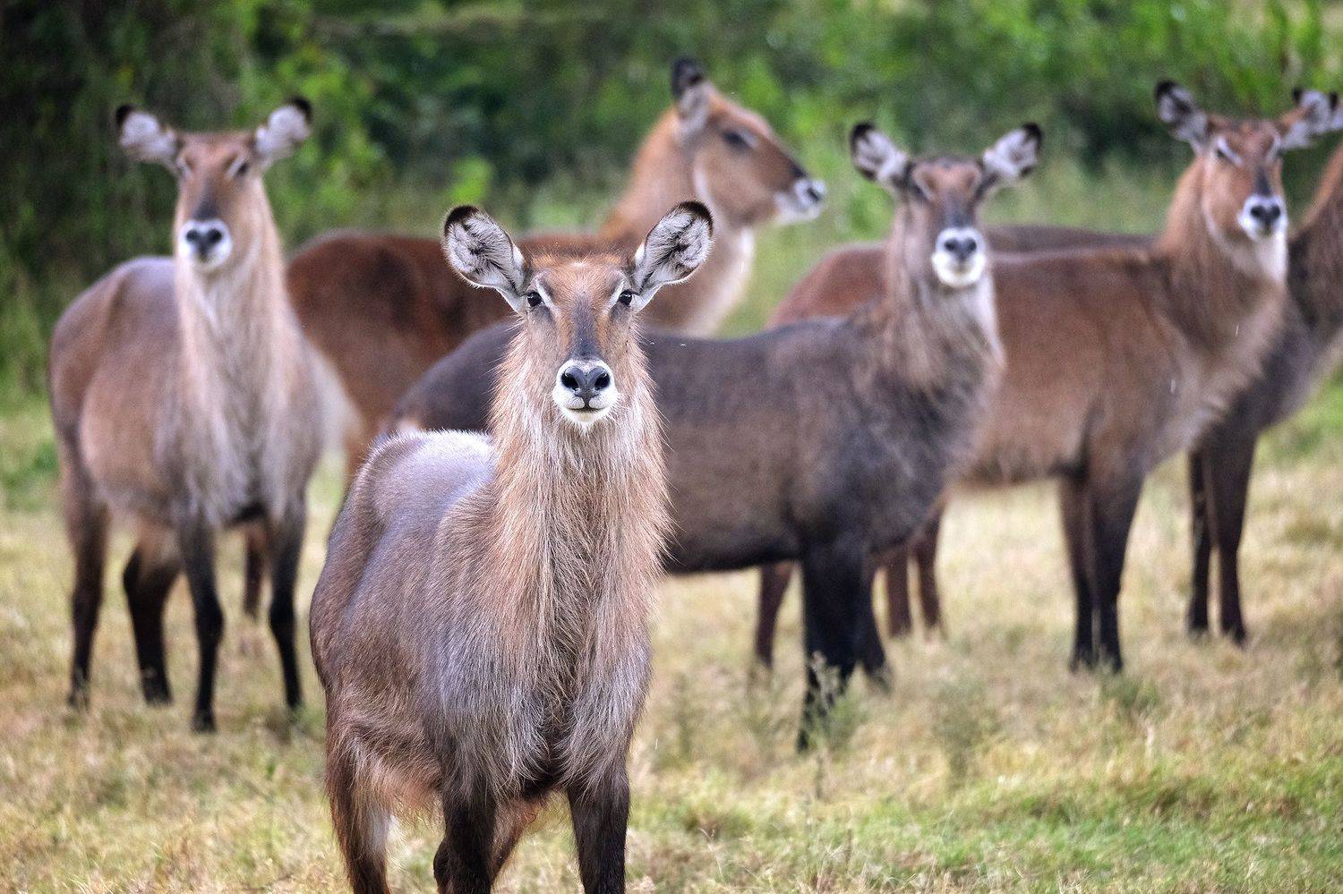 , Худзинская Ирина