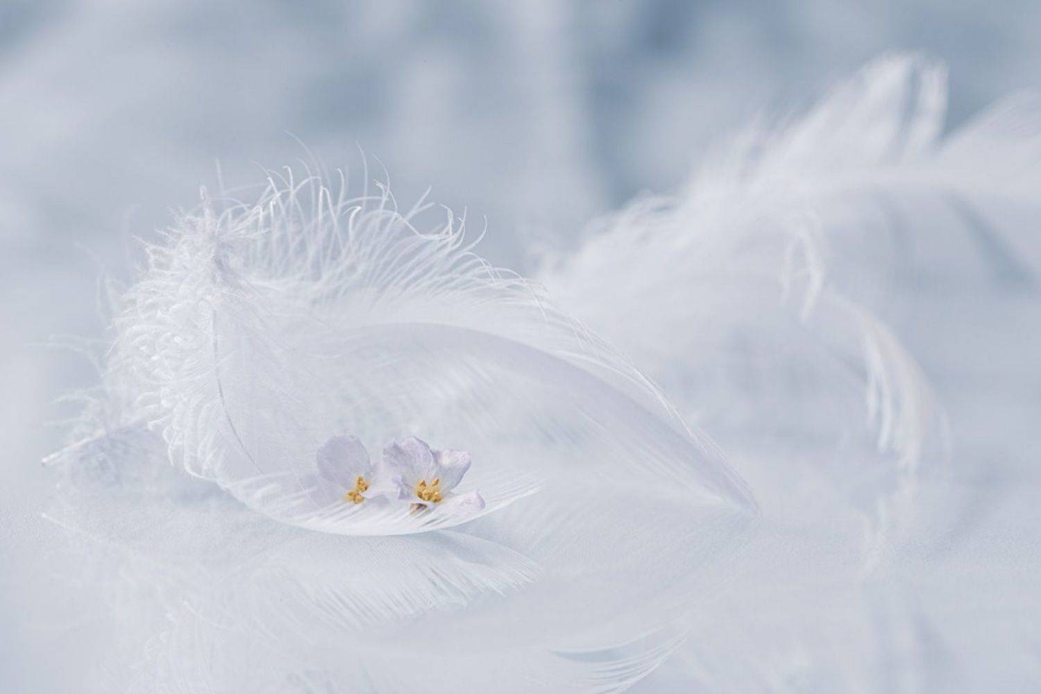 close-up, still life, Игорь Копцев