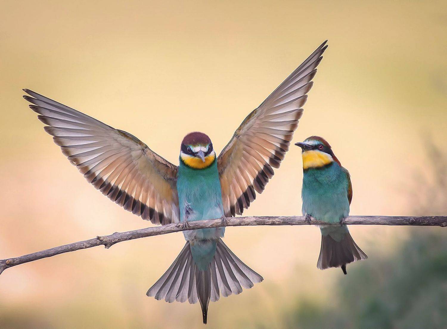 , Стефан Дянков