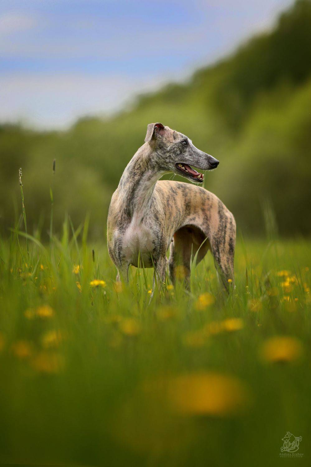 , Андрей Ершов