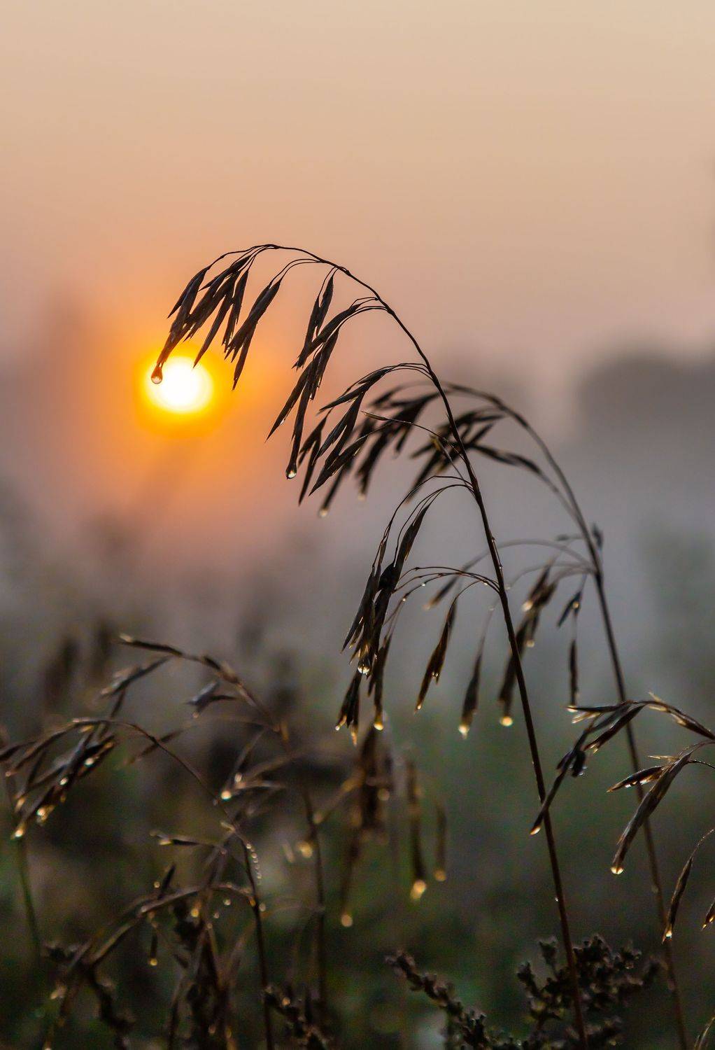 , Andrey Pristyazhnyuk