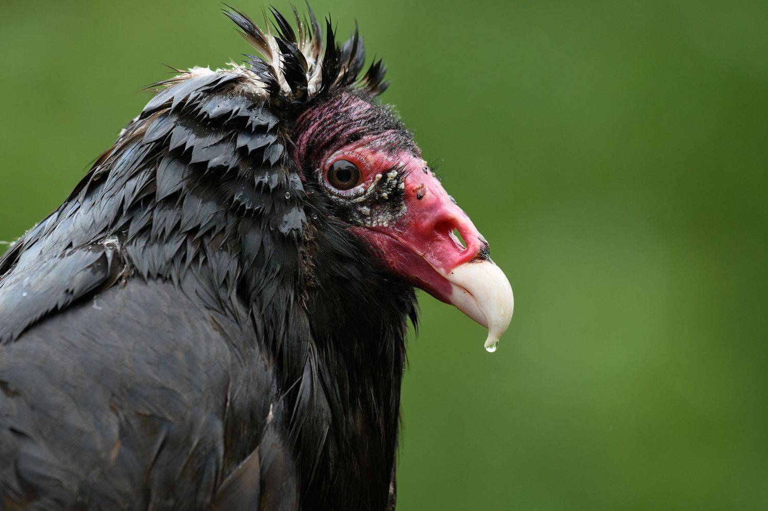 bird, Nathalie Talbot