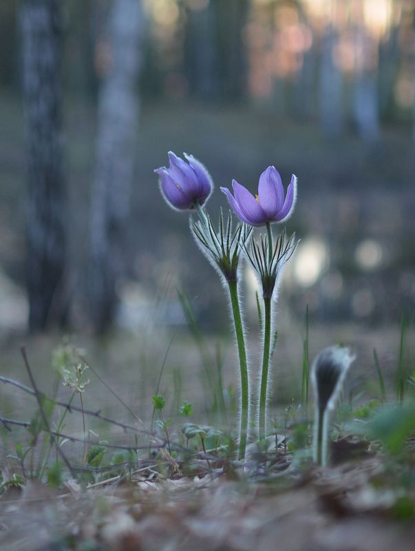 Вечер у лесного озера фото превью