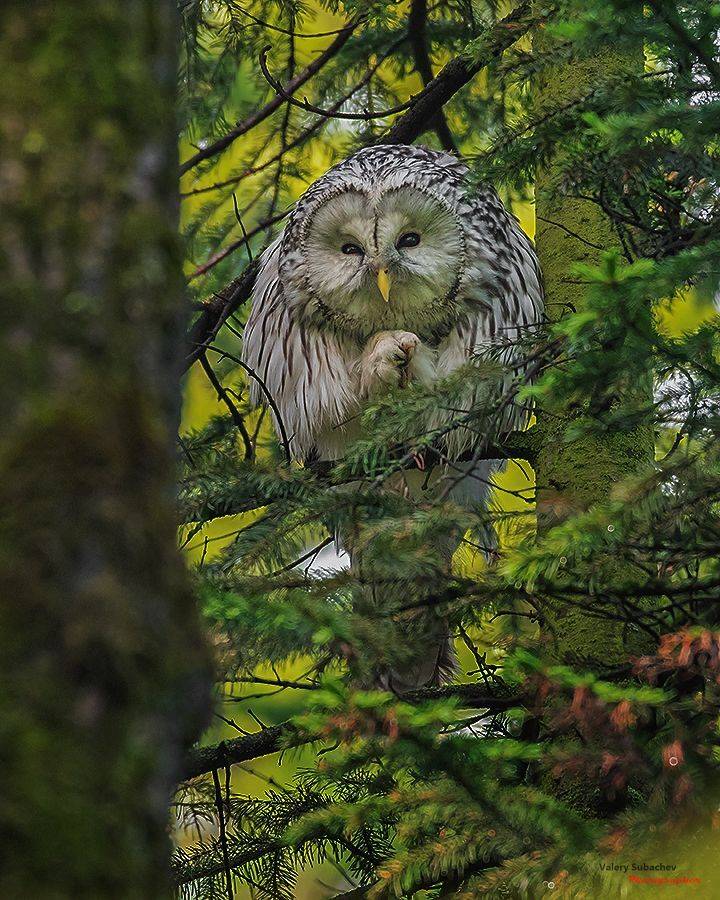 , Валерий Субачев