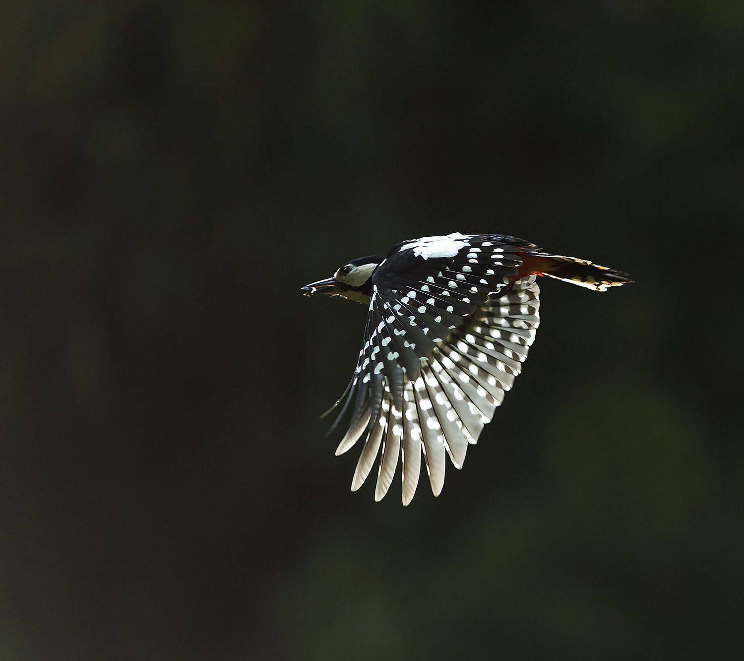 птица, дятел,полёт, движение, природа, красота,bird, flight, beautiful, nature, Юлия Стукалова