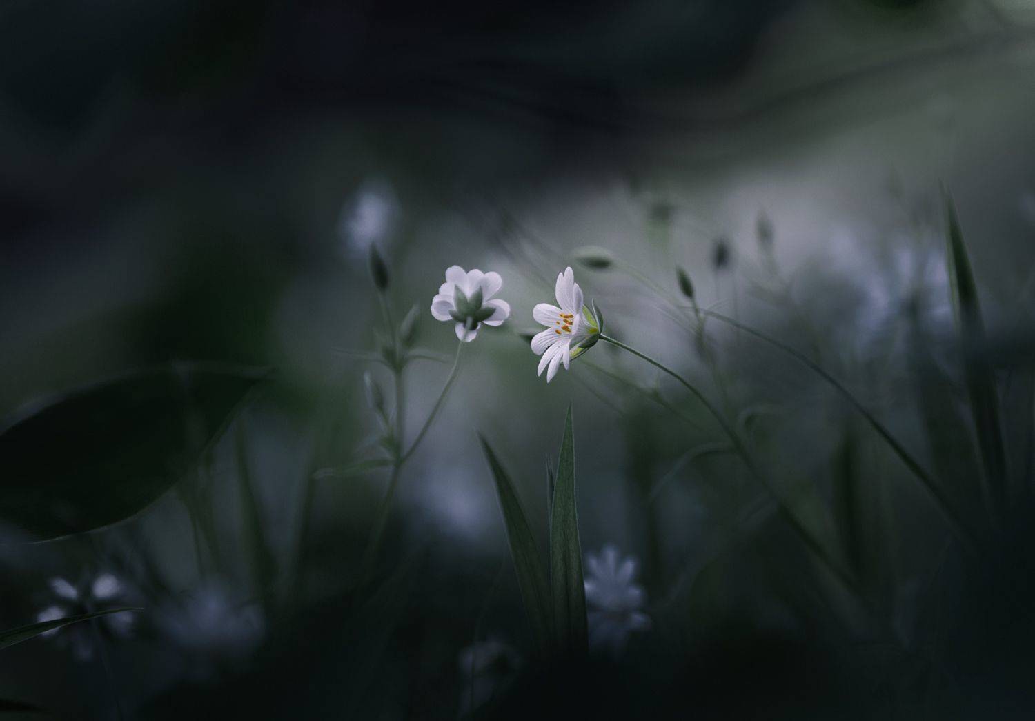 , Баранов Олег