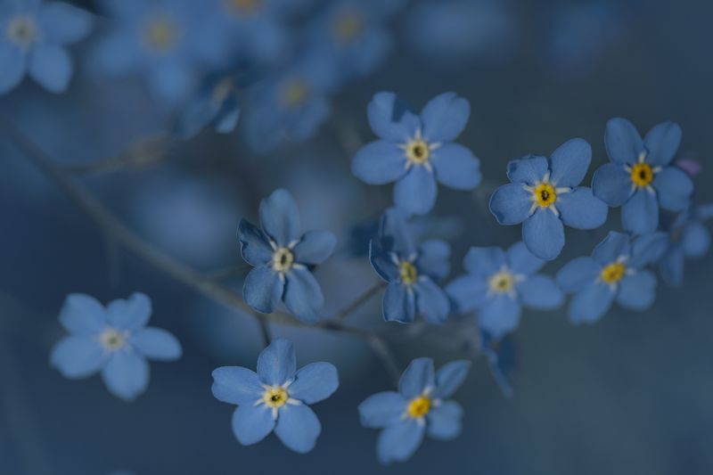Незабудки фото превью
