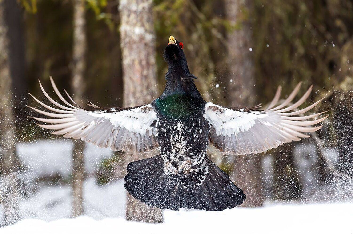 , Калинин Михаил