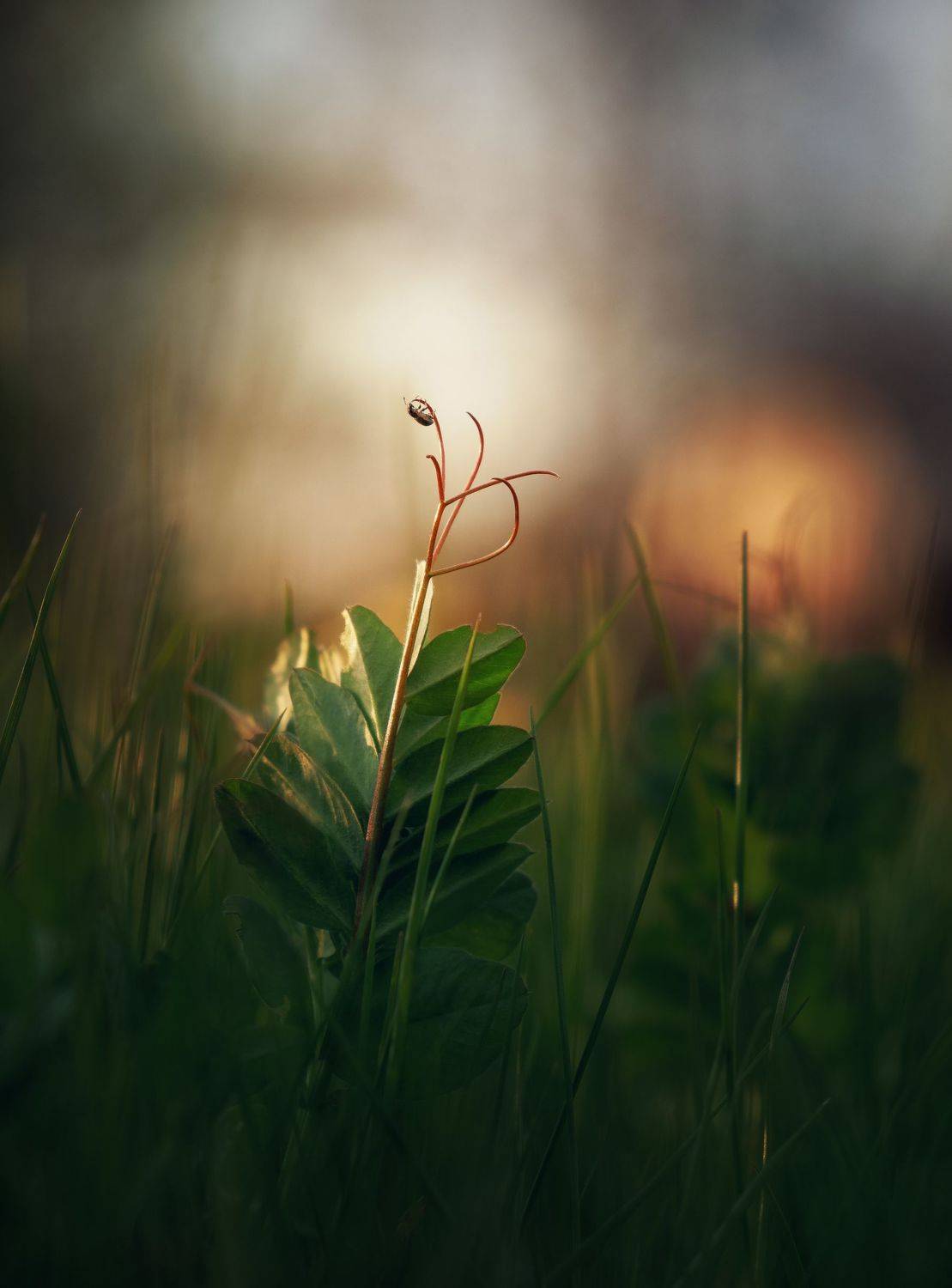 , Мозжухин Максим