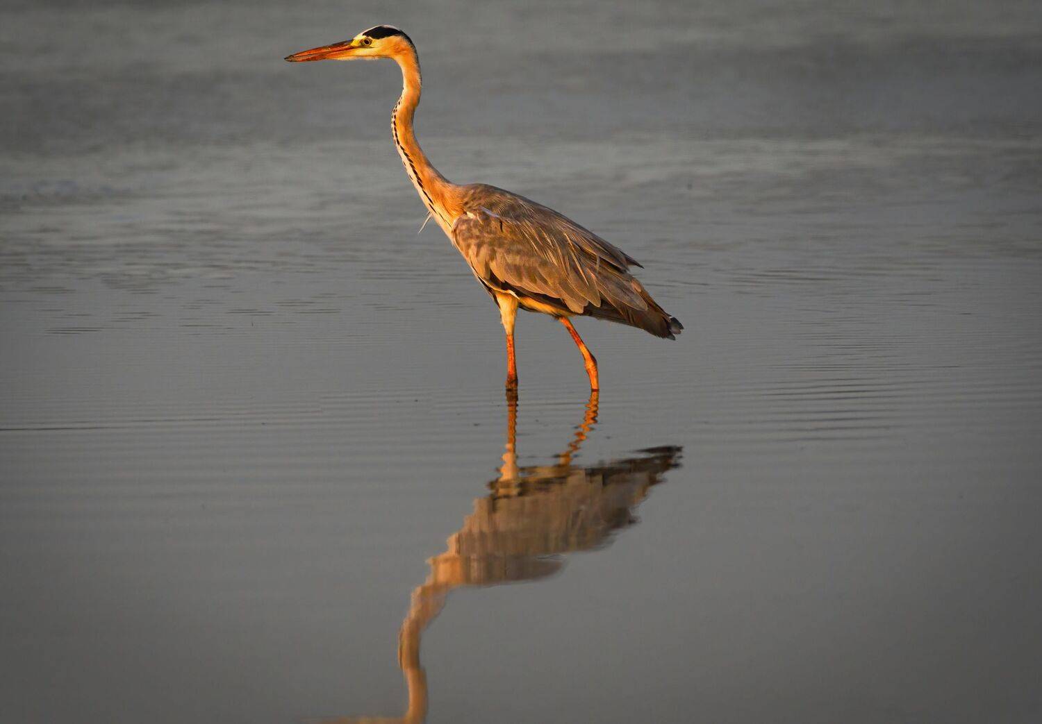 closeup, bird, birds, wild, wings, beauty, nature, swan, feather, spread, little sparrow,animal,animals,nikon,tailorbird,portrait,eyes,egret,heron, G N RAJA