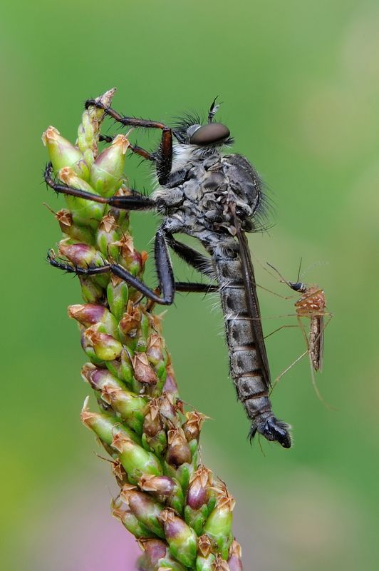 Хищник. Супернаглость. фото превью