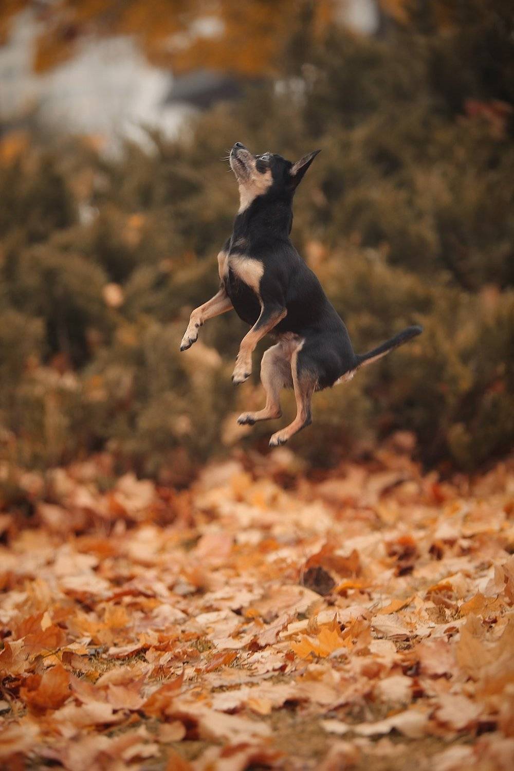 , Галина Ледок