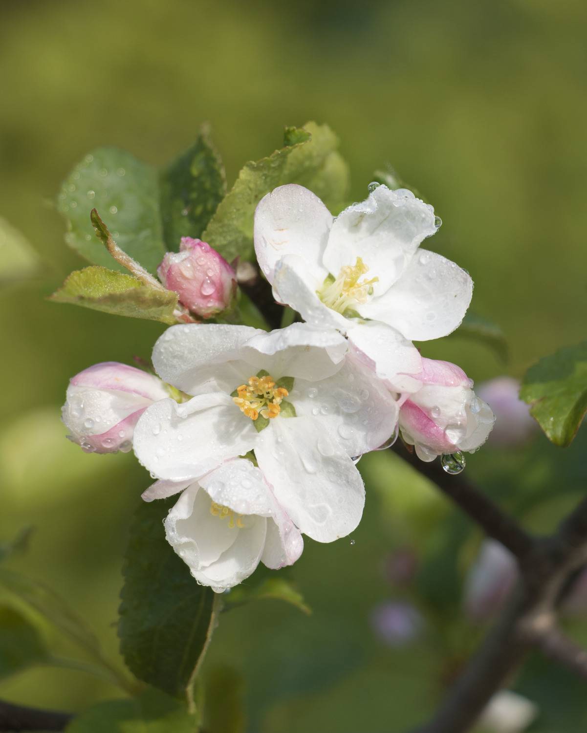 цветы, природа, Ольга Бонина