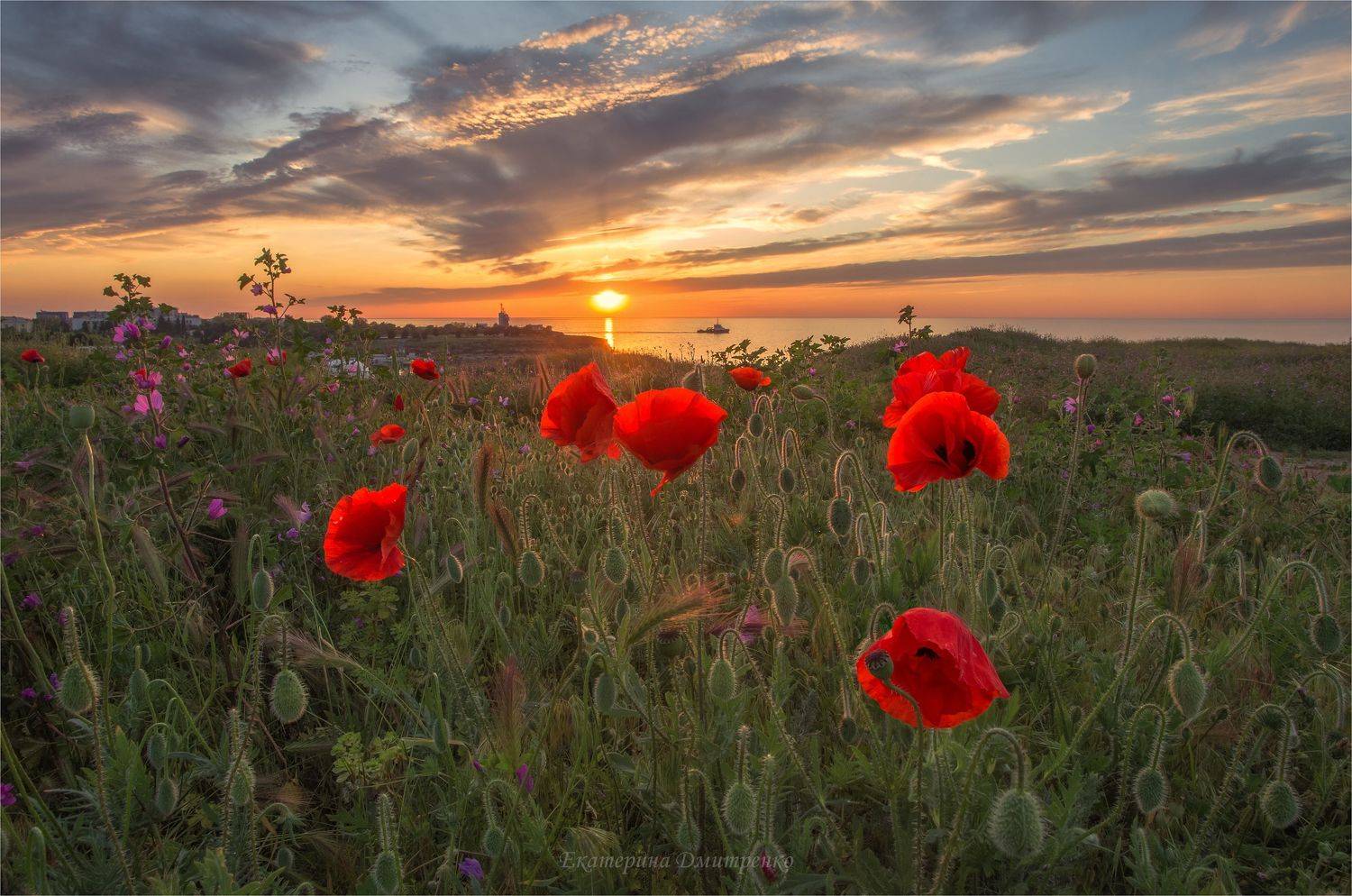 севастополь, весна, вечер, город, городской пейзаж, крым, sevastopol, crimea, маки, цветение маков, море, херсонес, Дмитренко Екатерина