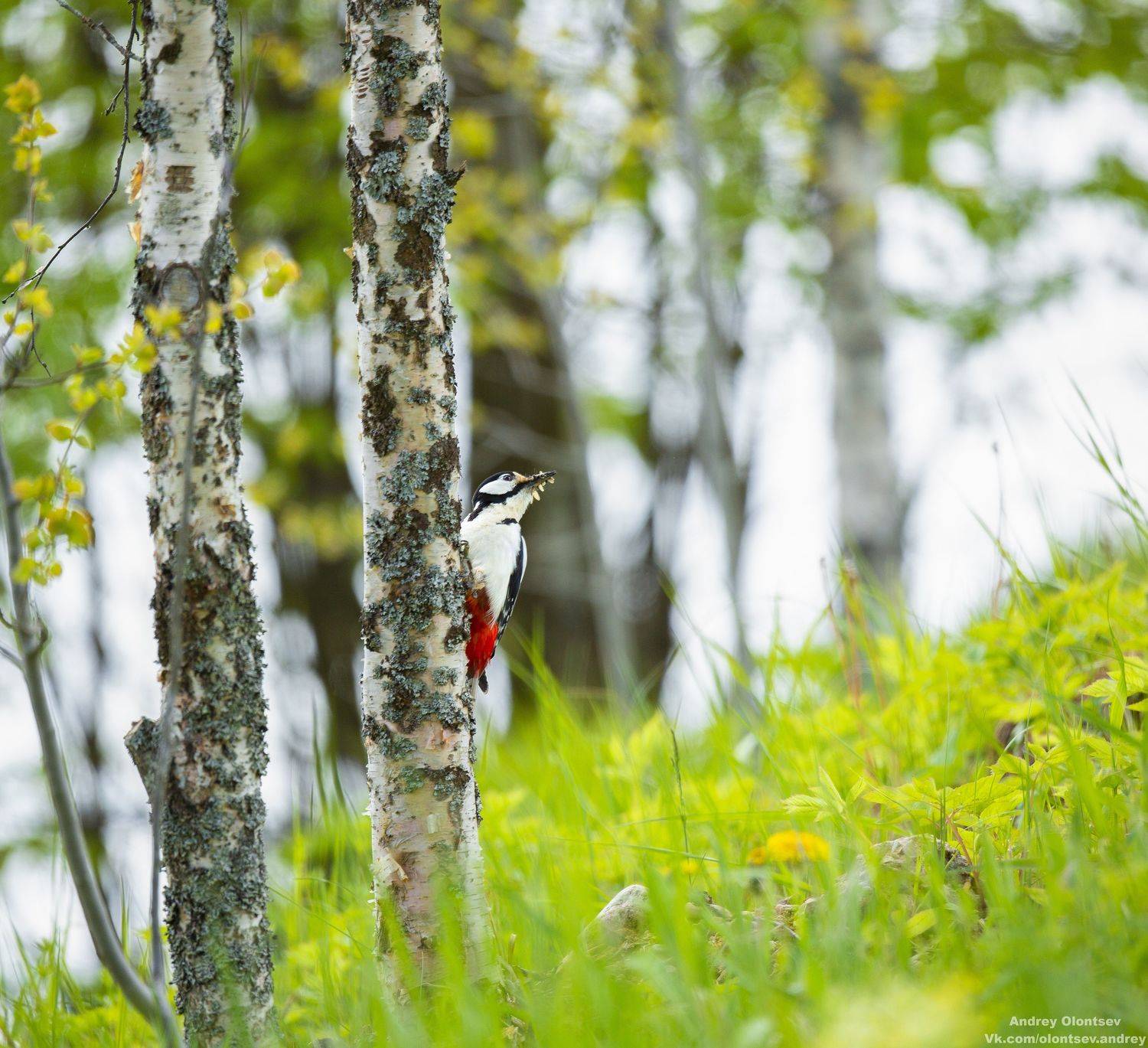солнце, россия, рассвет, природа, подмосковье, погода, пейзажи, пейзаж, отражение, наукоград, красота, дубна, вода, весна, weather, water, spring, russia, reflection, naukograd, nature, moscow, landscape, dawn, canon, dubna, beauty, Андрей Олонцев