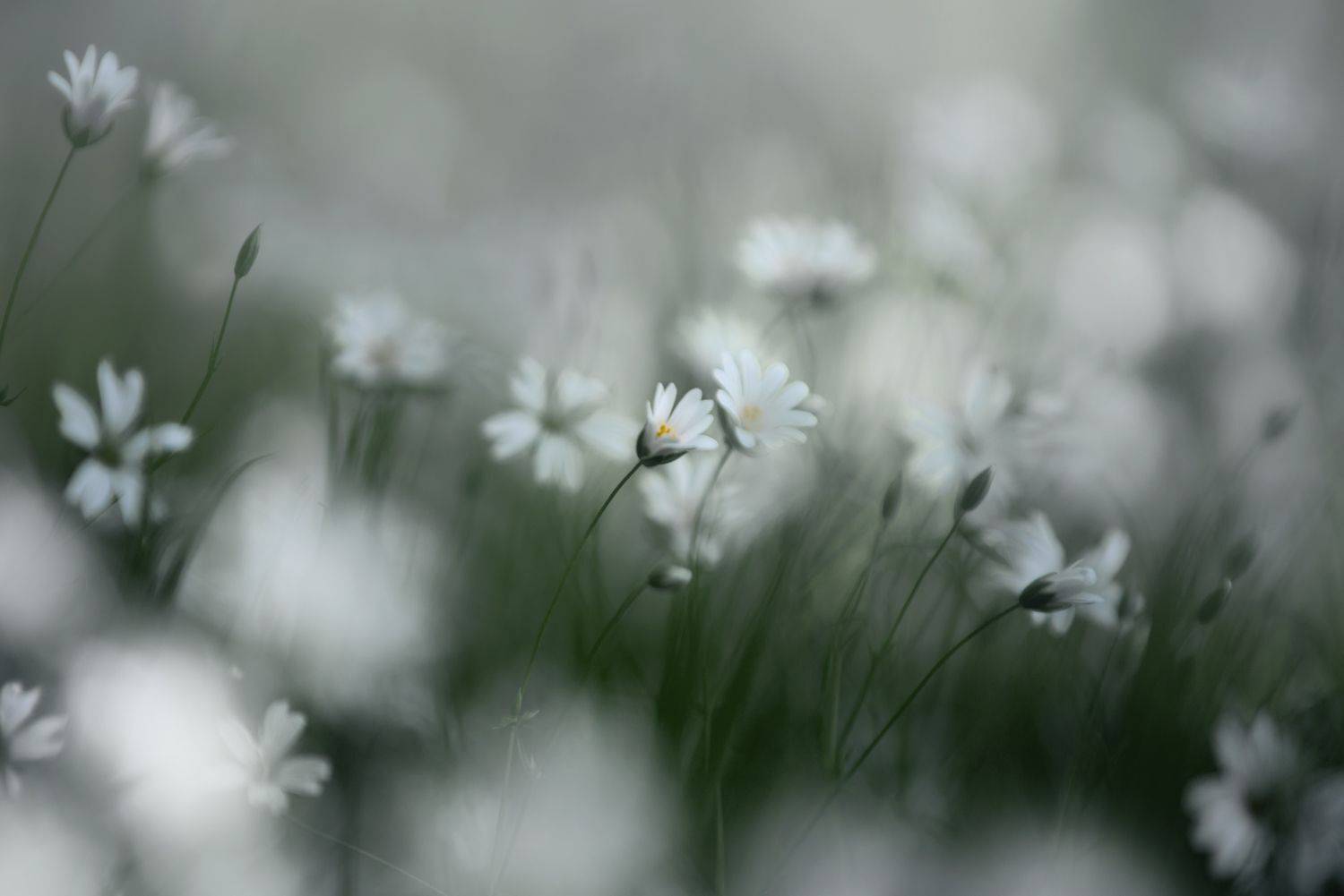 , Баранов Олег