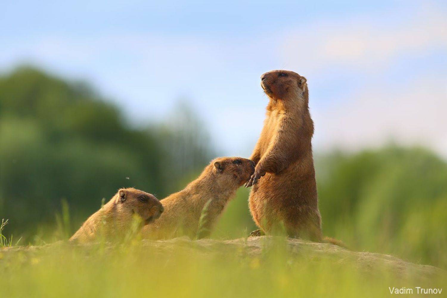 сурок, байбак, marmot, Вадим Трунов