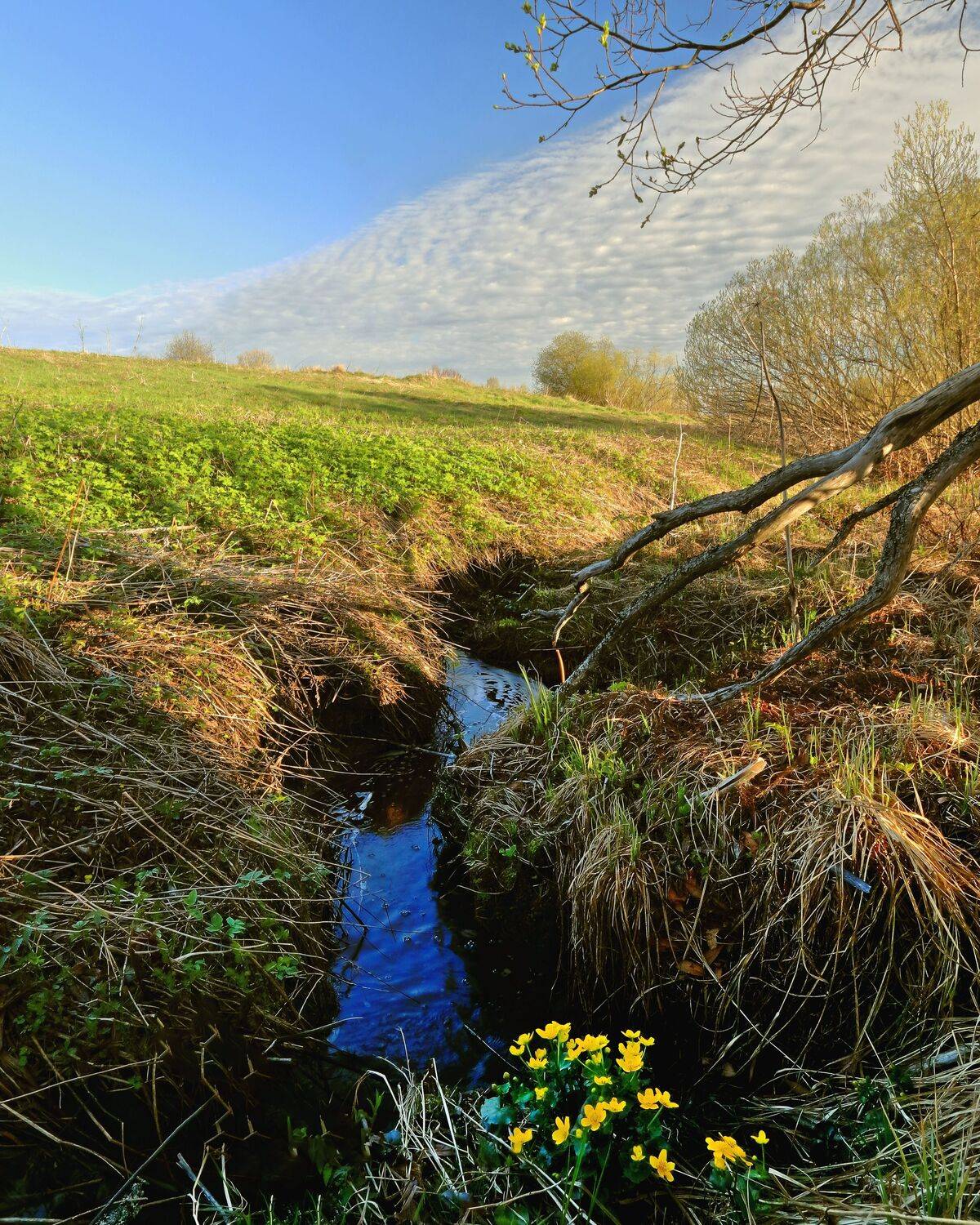 природа, весна, краски, небо, деревья, ручей, овраг, цветы, Титов Александр