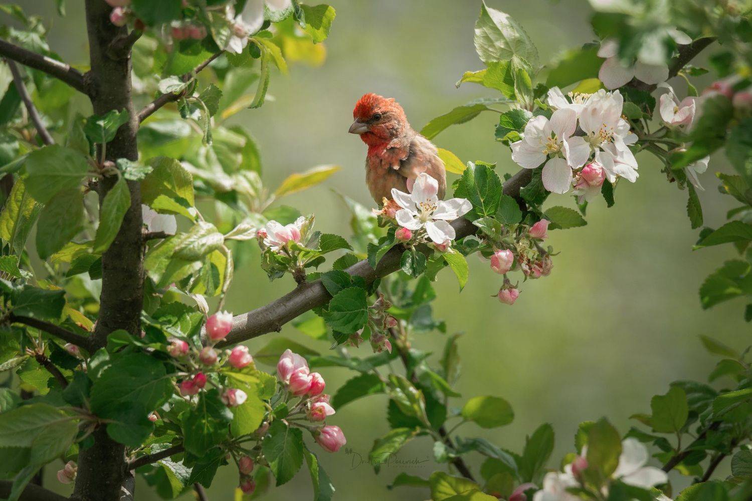 природа, лес, поля, огороды, животные, птицы, макро, Посевич Дмитрий