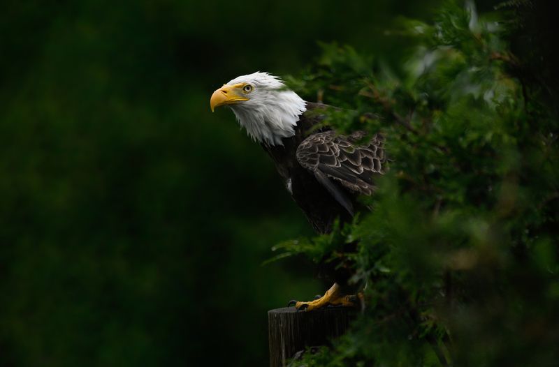 #bird, #eagle Who\'s there фото превью