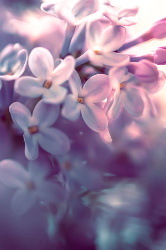 Сирень фото превью