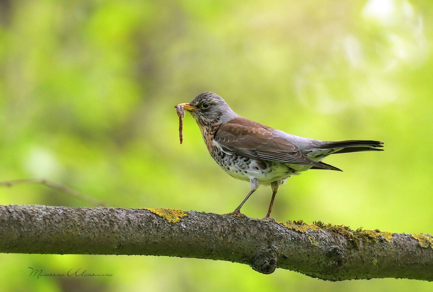 дикая природа тульской области, птицы, дрозд, Татьяна Шаньшина