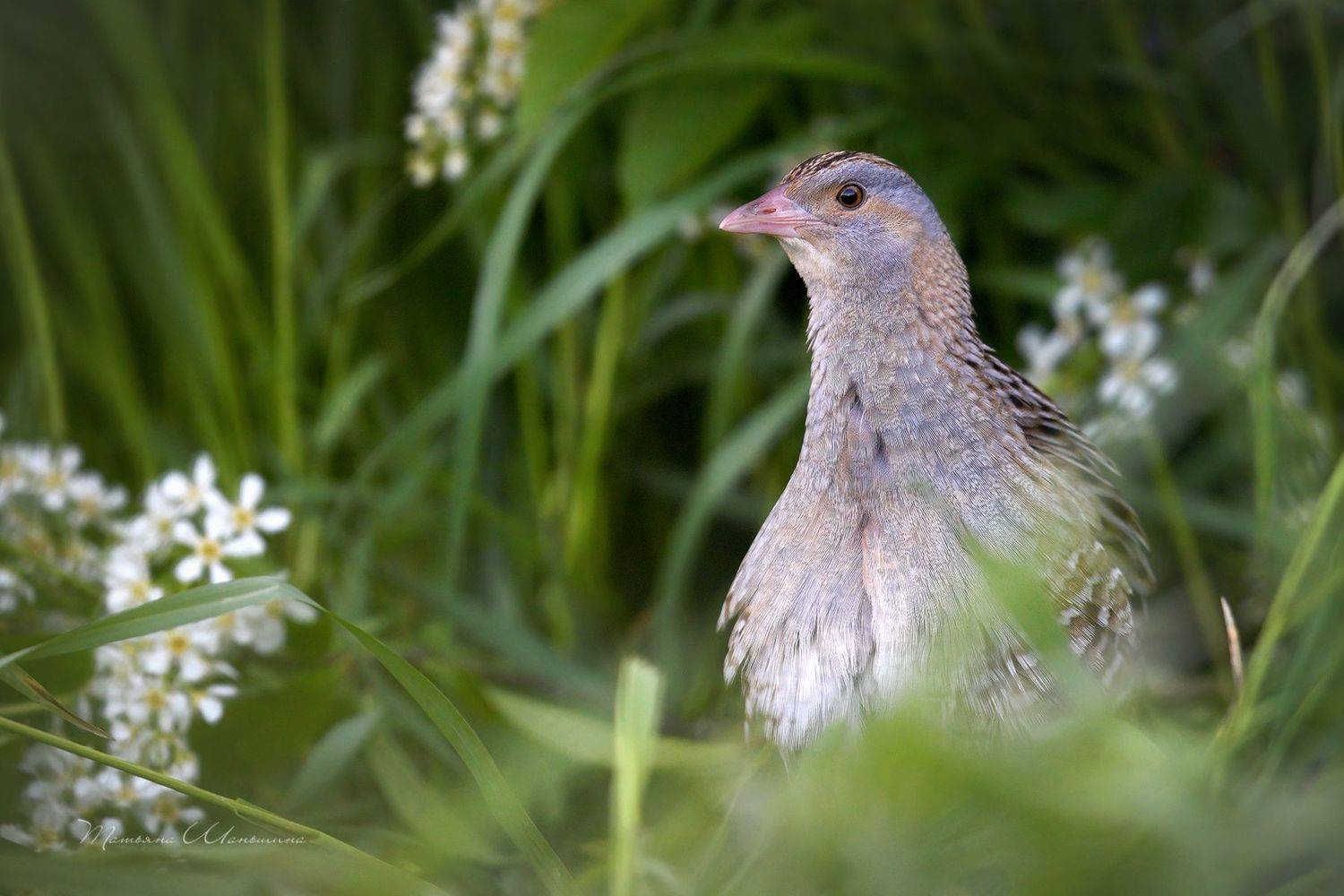 , Татьяна Шаньшина