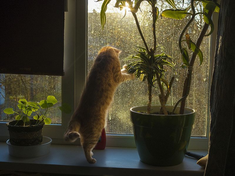 Слепой дождь фото превью