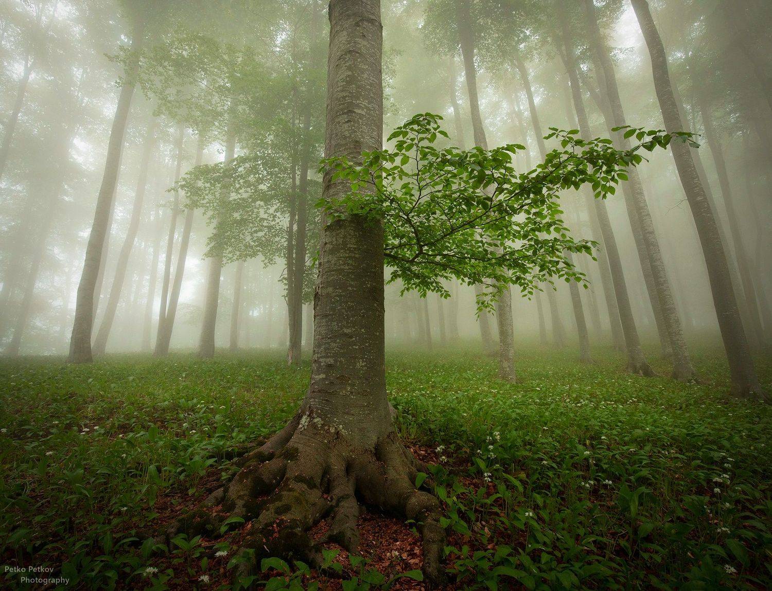 , Петко Петков