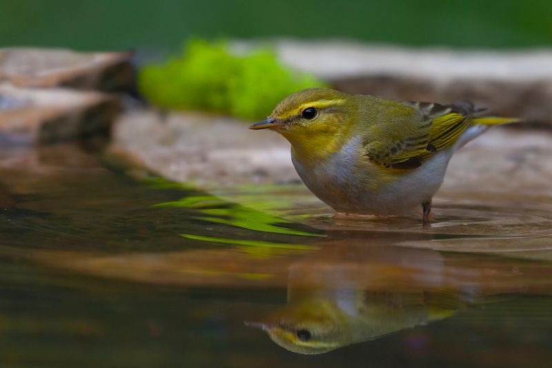 Пеночка-Трещотка (Phylloscopus sibilatrix) фото превью