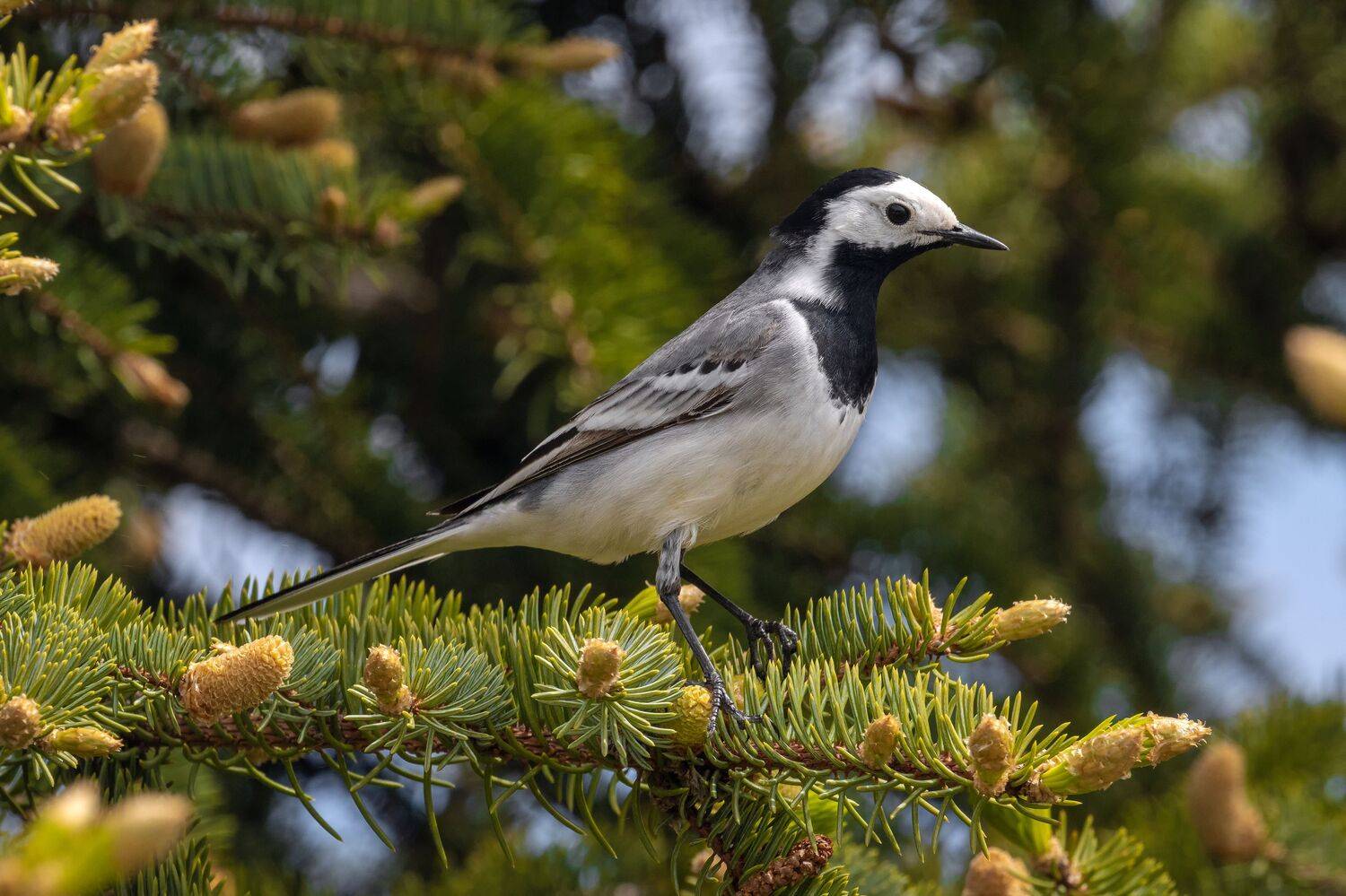 трясогузка, птицы, пернатые, Глебов Сергей