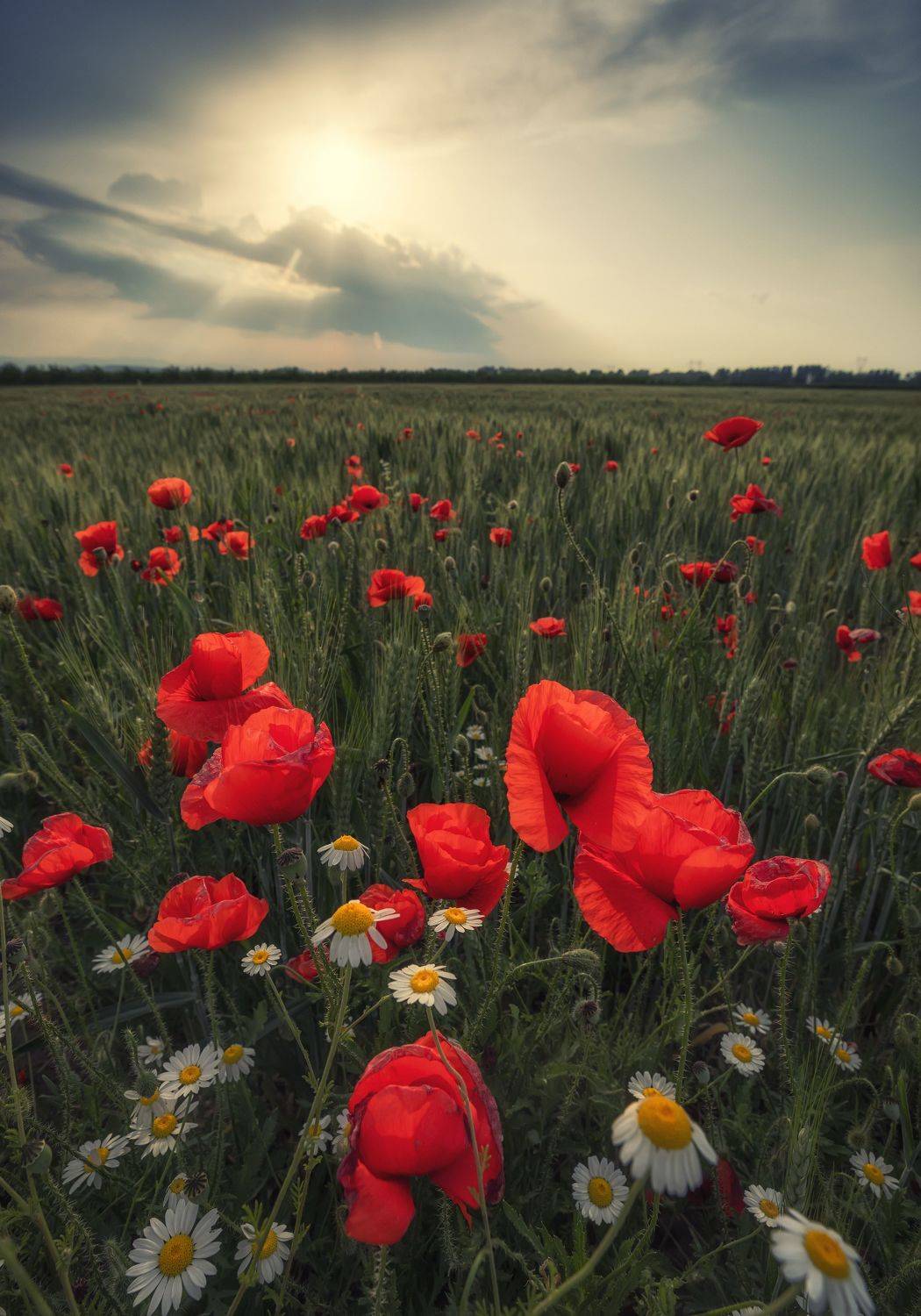 , Костадин Маджаров