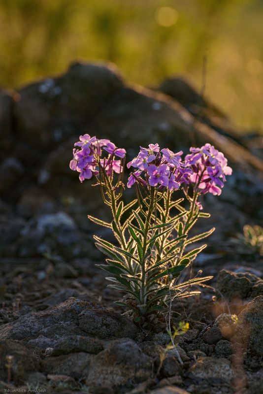 весна, цветы, природа, вечер *** фото превью