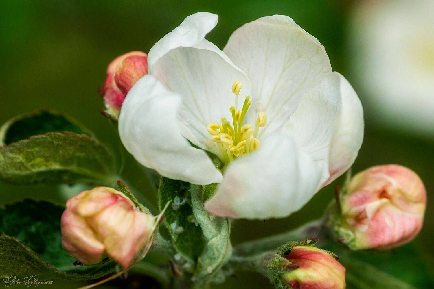 , Орлов Олег