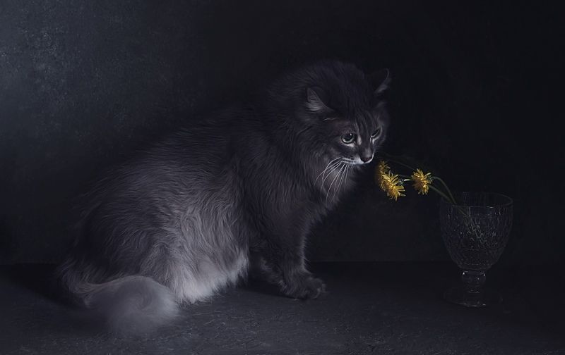 Про кота фото превью