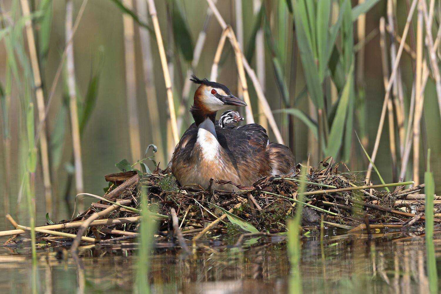 чомга., Александр Гусар