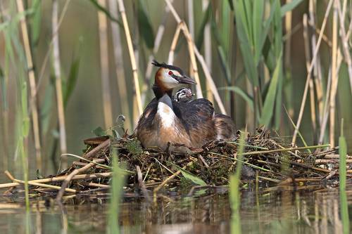 Я у мамы первый.